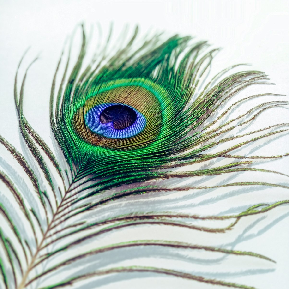 A Peacock Feather in Macro Photography